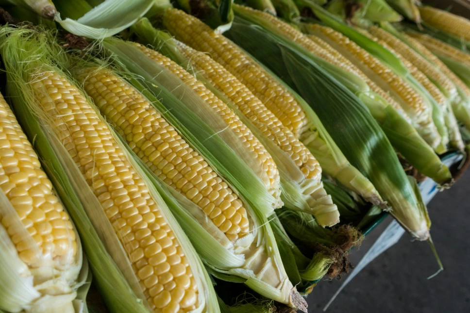 Corn (Maize)