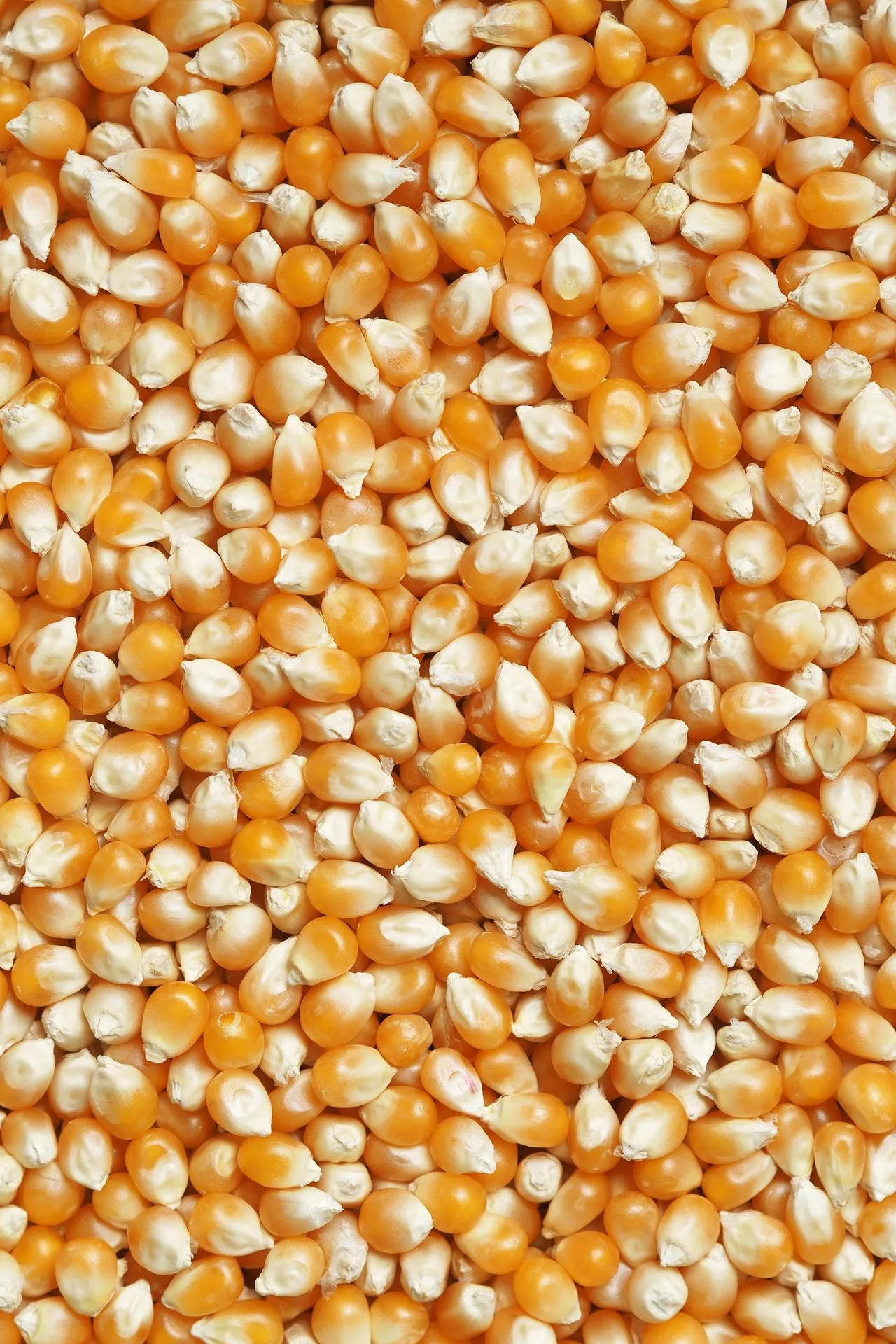 Corn (Maize)