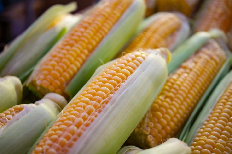CORN (MAIZE)